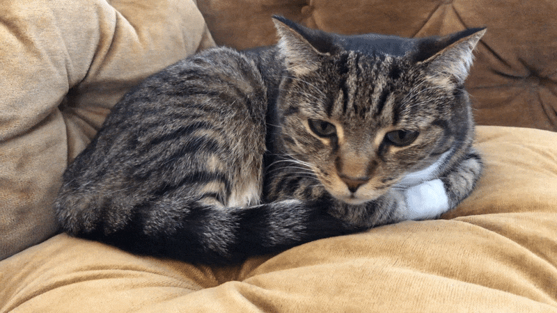 Olivia the cat taking a nap